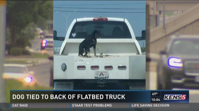 Dog in back shop of truck law