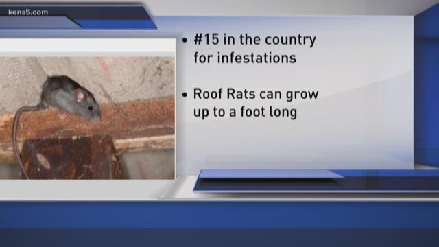 Beware San Antonio A Top City For Roof Rats Kens5 Com